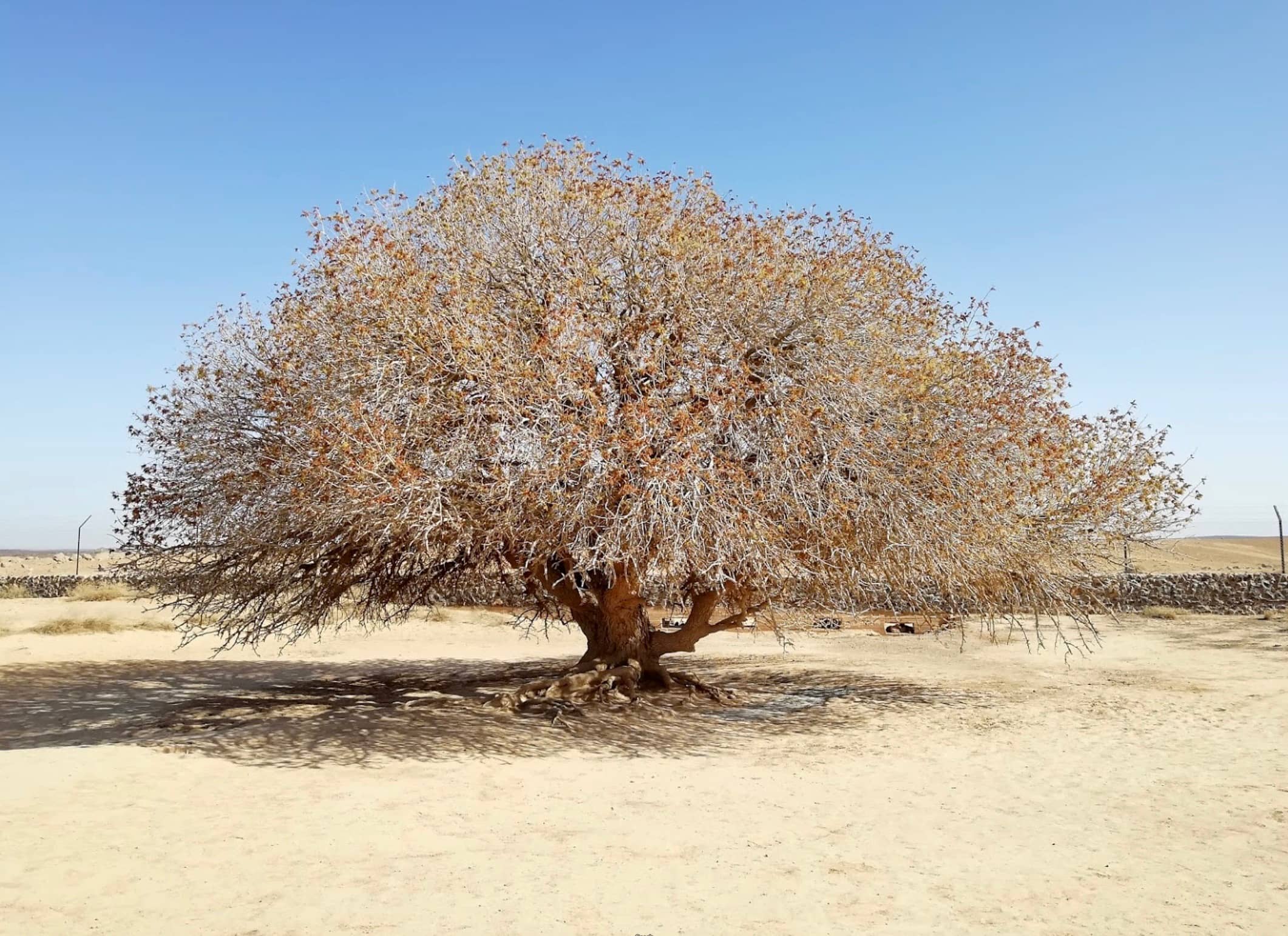 Muhammad (s.) & The Blessing Tree