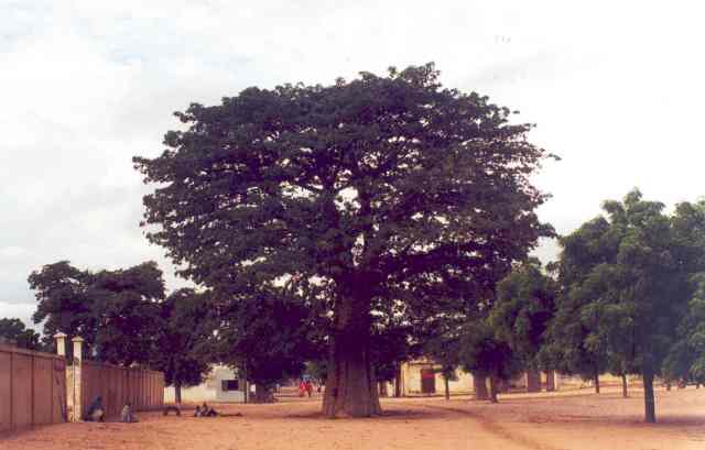 The City of Touba, picture 30