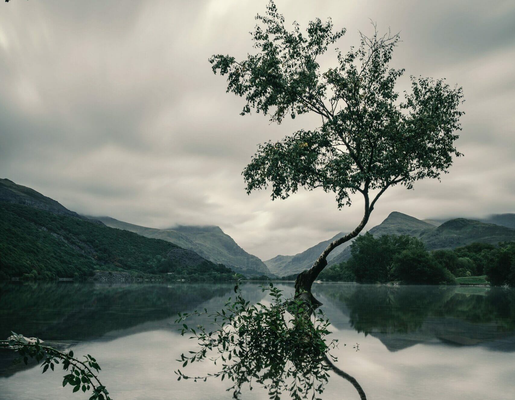 Peace Amongst the Trees | Danae Eve Hillberg